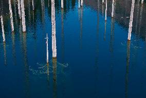The Inverted Forests Of Lake Kaindy - Kazakhstan