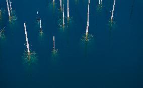 The Inverted Forests Of Lake Kaindy - Kazakhstan
