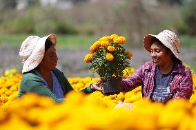 Marigold Flowers Ahead Day of the Dead - Mexico
