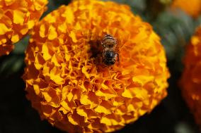 Marigold Flowers Ahead Day of the Dead - Mexico