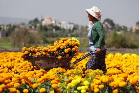Marigold Flowers Ahead Day of the Dead - Mexico