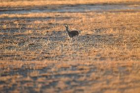 Autumn Scenery Season Illustrations - China