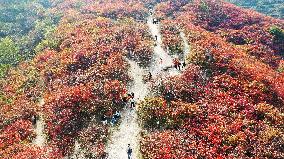 Autumn Scenery Season Illustrations - China