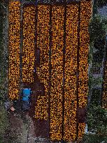 Marigold Flowers Ahead Day of the Dead - Mexico