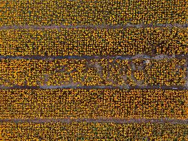 Marigold Flowers Ahead Day of the Dead - Mexico