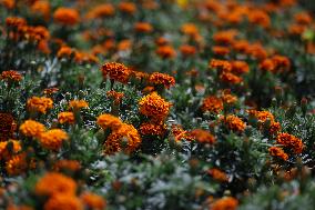 Marigold Flowers Ahead Day of the Dead - Mexico