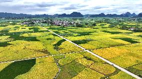 Autumn Scenery Season Illustrations - China