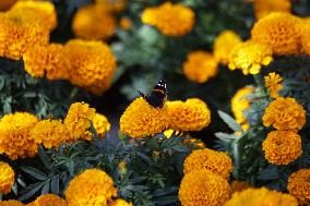 Marigold Flowers Ahead Day of the Dead - Mexico