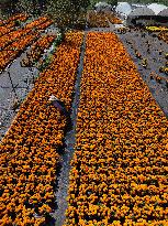 Marigold Flowers Ahead Day of the Dead - Mexico