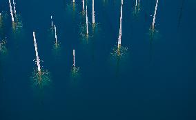 Inverted Forests of Lake Kaindy - Kazakhstan