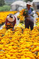 Marigold Flowers Ahead Day of the Dead - Mexico