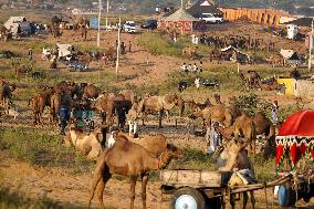 World's Largest Camel Fair - India