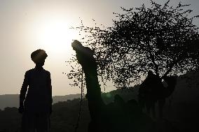 World's Largest Camel Fair - India
