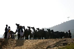 World's Largest Camel Fair - India
