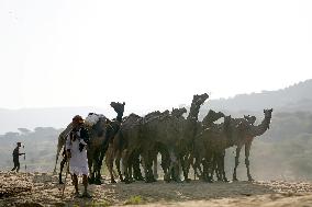 World's Largest Camel Fair - India
