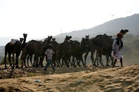 World's Largest Camel Fair - India