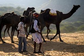World's Largest Camel Fair - India