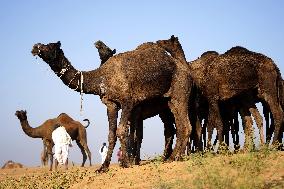 World's Largest Camel Fair - India