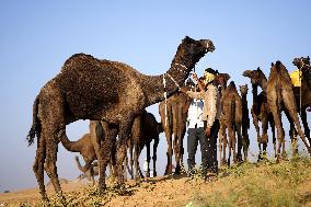 World's Largest Camel Fair - India