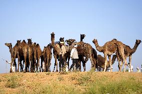 World's Largest Camel Fair - India