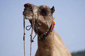 World's Largest Camel Fair - India