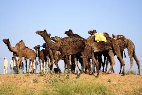 World's Largest Camel Fair - India