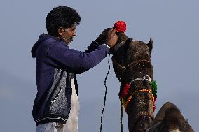 World's Largest Camel Fair - India