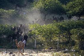 World's Largest Camel Fair - India