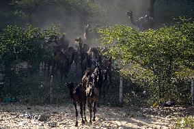 World's Largest Camel Fair - India