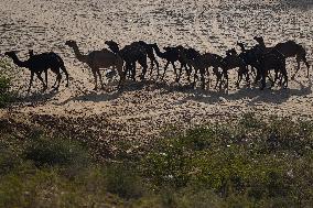 World's Largest Camel Fair - India