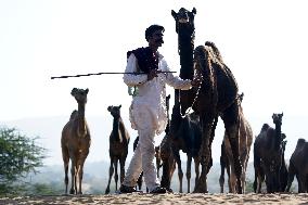 World's Largest Camel Fair - India
