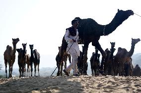 World's Largest Camel Fair - India