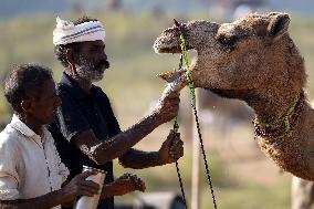 World's Largest Camel Fair - India