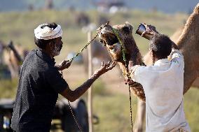 World's Largest Camel Fair - India