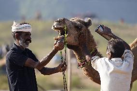 World's Largest Camel Fair - India