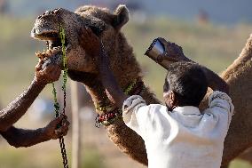 World's Largest Camel Fair - India