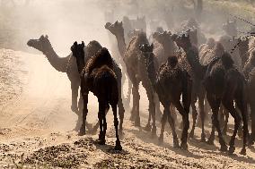 World's Largest Camel Fair - India