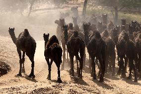 World's Largest Camel Fair - India
