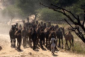 World's Largest Camel Fair - India
