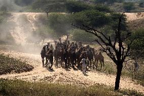 World's Largest Camel Fair - India