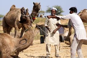 World's Largest Camel Fair - India