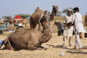 World's Largest Camel Fair - India