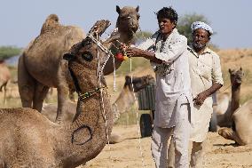 World's Largest Camel Fair - India