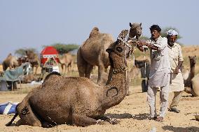 World's Largest Camel Fair - India