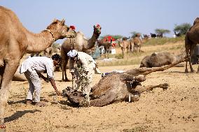 World's Largest Camel Fair - India