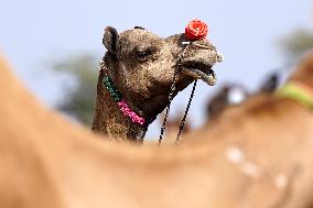 World's Largest Camel Fair - India