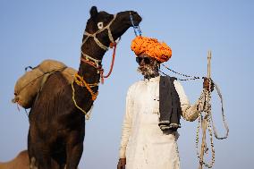 The Coolest Camel Herder of The Annual Camel Fair - Pushkar
