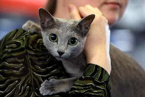 Bucharest Feline Beauty Contest - Romania