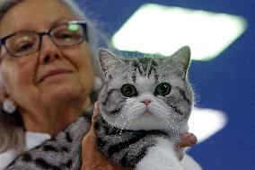 Bucharest Feline Beauty Contest - Romania