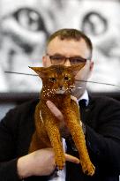 Bucharest Feline Beauty Contest - Romania